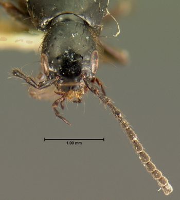 Media type: image;   Entomology 7294 Aspect: head dorsal view